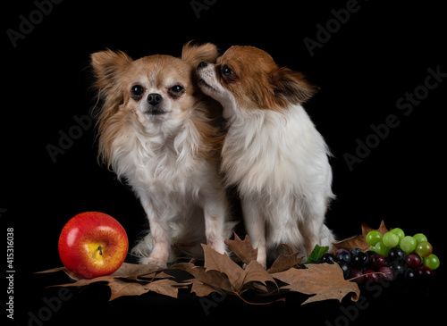 chihuahuas in studio