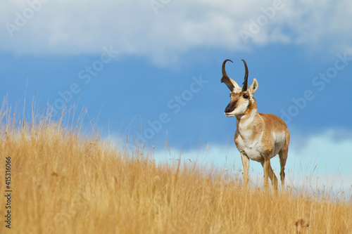 Pronghorn Antelope buck in native prairie habitat - environmental portrait against a natural blue sky background photo