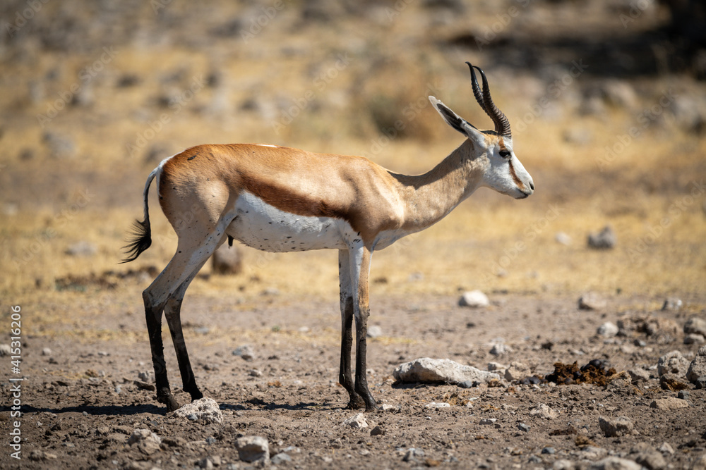 Springbok stands in profile on stony ground Springbok stands in profile on stony ground