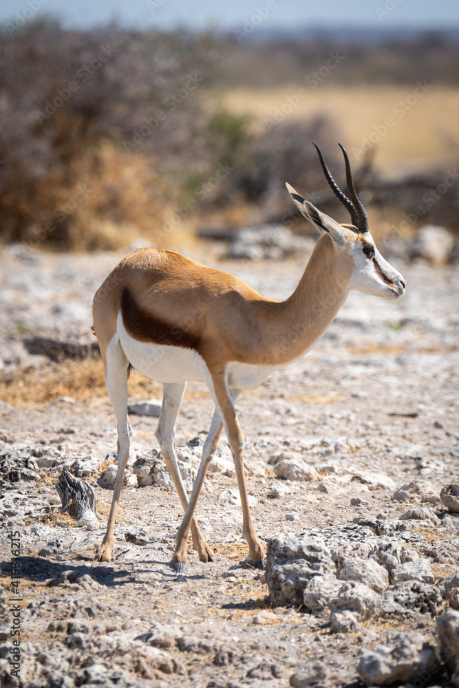 Springbok stands near trees on rocky slope Springbok stands near trees on rocky slope