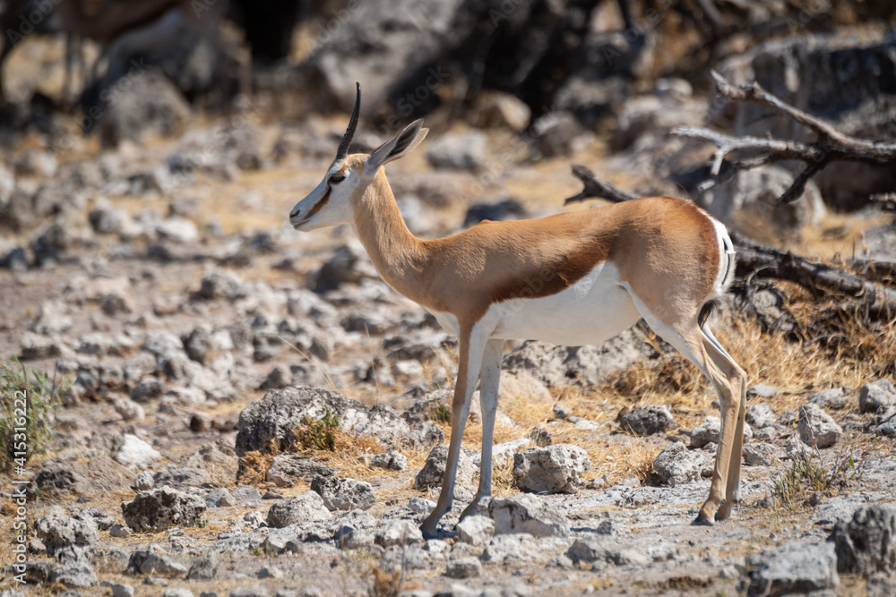 Springbok stands on rocky ground in profile Springbok stands on rocky ground in profile