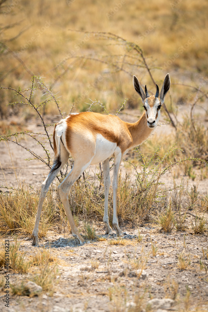 Obraz premium Springbok stands turning to camera by thornbush