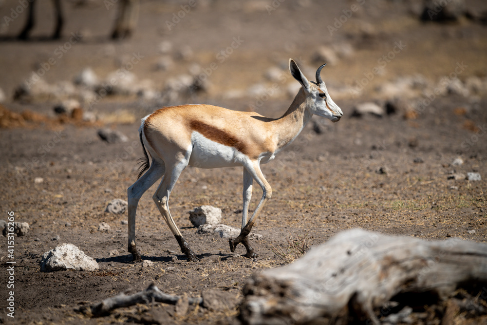 Sprngbok walks past log across rocky ground Sprngbok walks past log across rocky ground