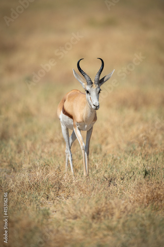 Springbok walks in sun across short grass