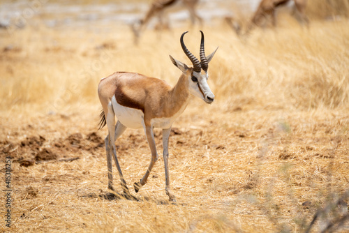 Springbok walks through grass with others behind