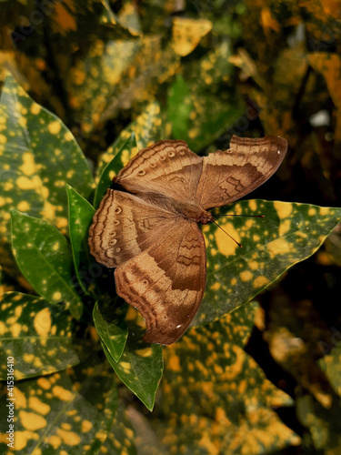 Brown butterfly on leaves with spreaded wings