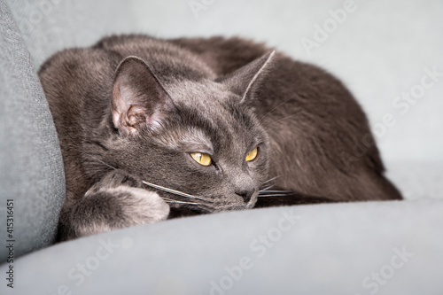 Lazy russian blue breed cat resting on the sofa. 