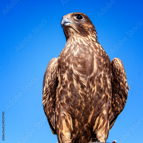 Mongolian government has named the falcon as the national bird of Mongolia. © Alex