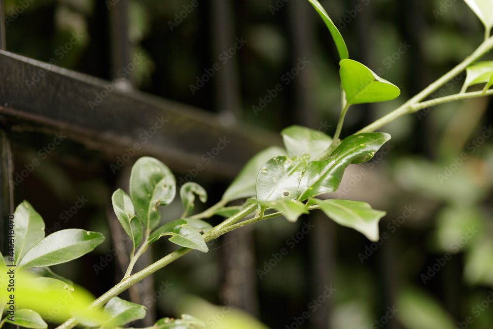 Laurel shrub or bay tree, laurus nobilis. Detail of a growing shrub dividing suburban homes with black fence in the background Laurel shrub or bay tree, laurus nobilis. Detail of a growing shrub dividing suburban homes with black fence in the background