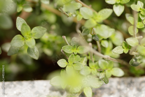 Ethereal alyssum akamasicum, commonly known as pigmy weeds. Detail with selective focus 