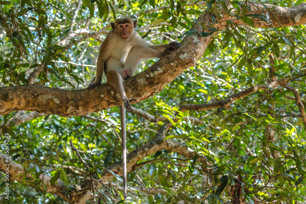 Naklejka premium maquaque sitting in tree during covid-19 pandemic in wilpattu national park february 2021