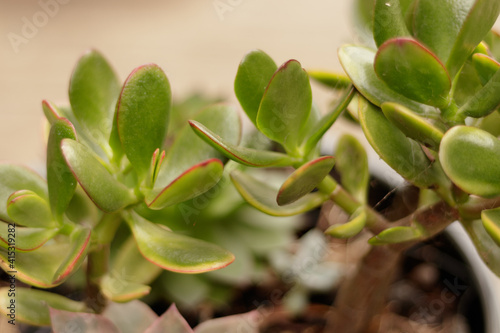 Crassula ovata, known as jade plant, lucky plant, money plant or money tree, is a succulent, common houseplant with small pink or white flowers native of of South Africa, and Mozambique