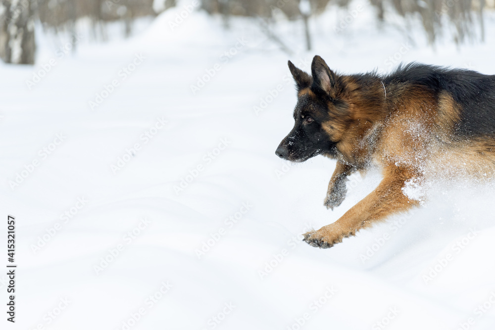 German Shepherd runs through deep snow. The beauty of dog movement in the snow