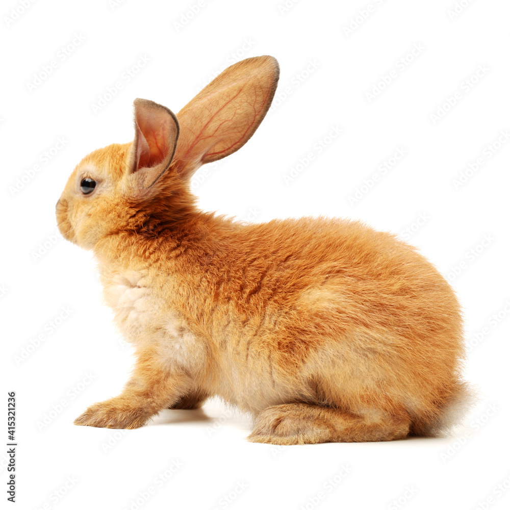 brown bunny rabbits isolated on white background brown bunny rabbits isolated on white background