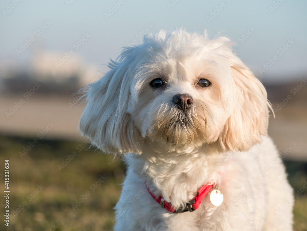Detail portrait with a cute small Maltese or Bichon puppy dog looking at the camera Detail portrait with a cute small Maltese or Bichon puppy dog looking at the camera