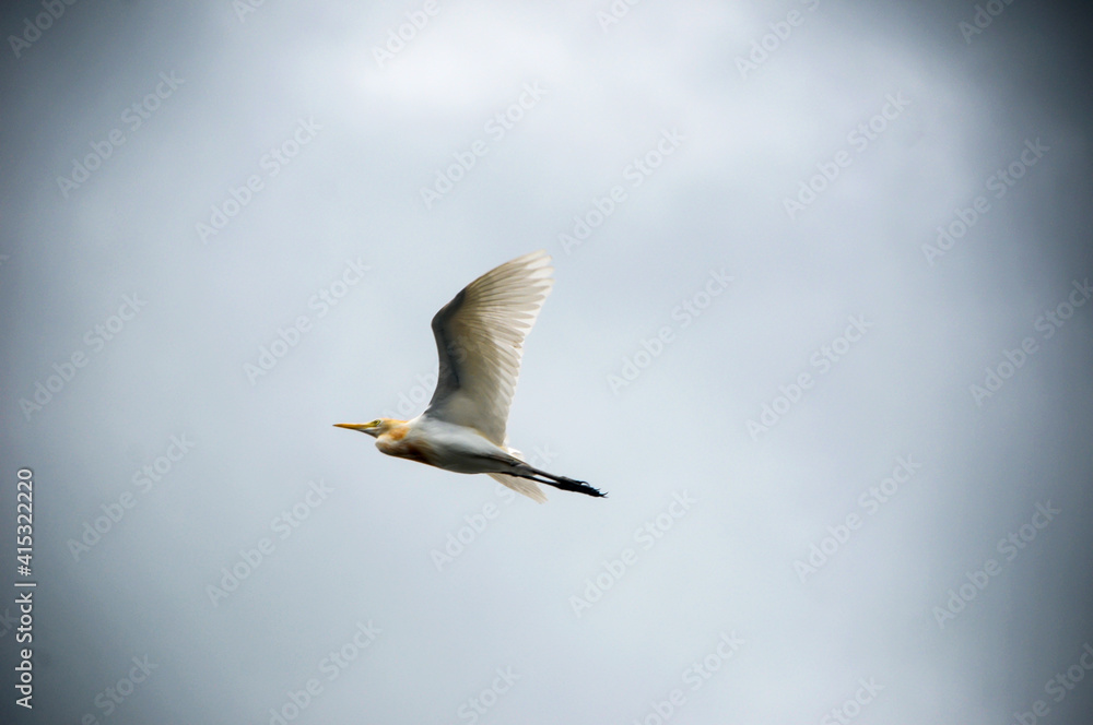 Fototapeta premium egrets are flying against the sky background