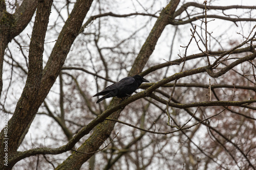 Crow on branch in winter