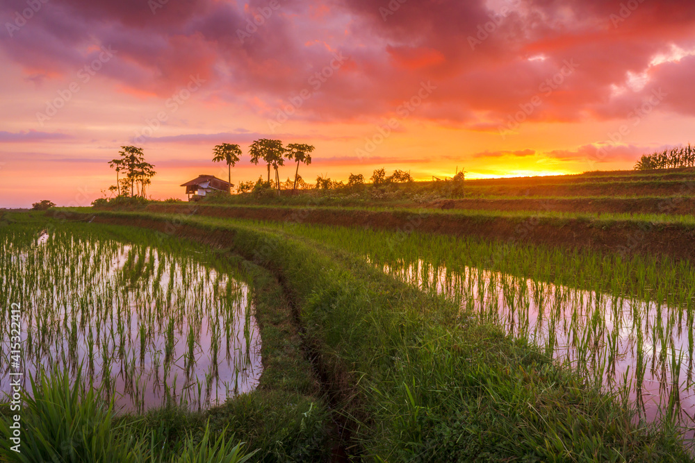 views of newly planted rice fields with green rice in a fiery red sunset in Indonesia