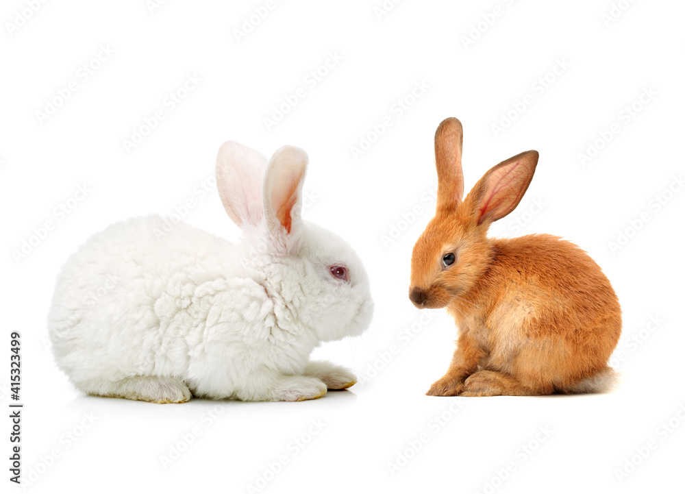 two rabbits on white background two rabbits on white background