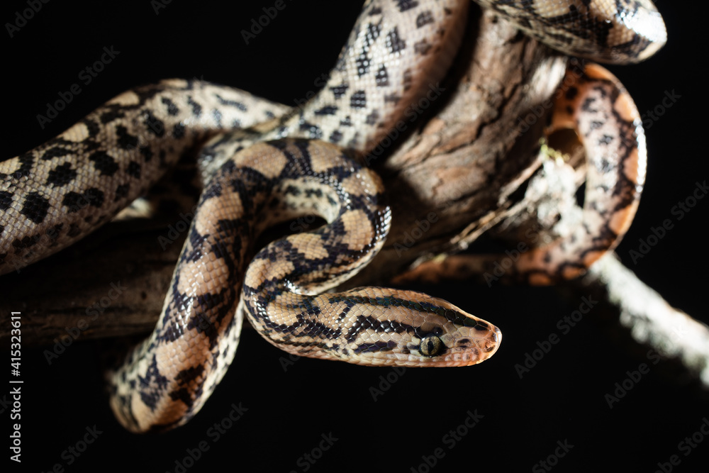 The boa constrictor (Boa constrictor), also called the red-tailed or the common boa on a branch in the middle of the forest. The boa constrictor (Boa constrictor), also called the red-tailed or the common boa on a branch in the middle of the forest.