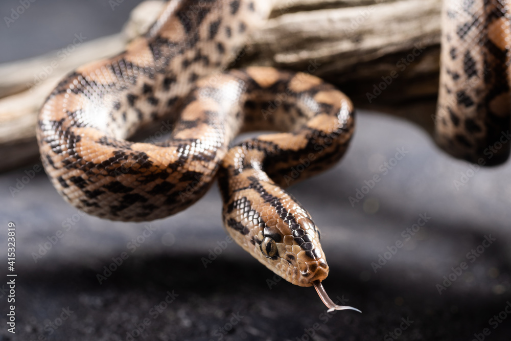 Python snake with the tongue out in studio Python snake with the tongue out in studio