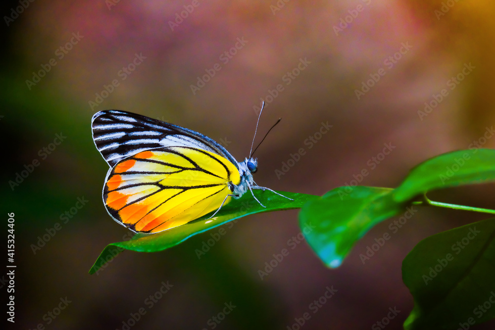Colorful butterflies and green leaves Colorful butterflies and green leaves