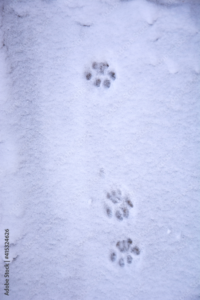 Cat footprints in the snow. Cat snow trail. The cat walked through the snow and left paw prints. Winter picture. Animals in winter. Cat footprints in the snow. Cat snow trail. The cat walked through the snow and left paw prints. Winter picture. Animals in winter.