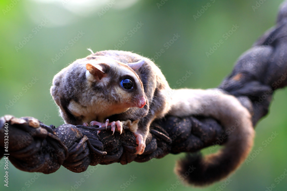 Obraz premium Cute face sufar glider on wood, sugar glider closeup, sugar glider climbing on wood