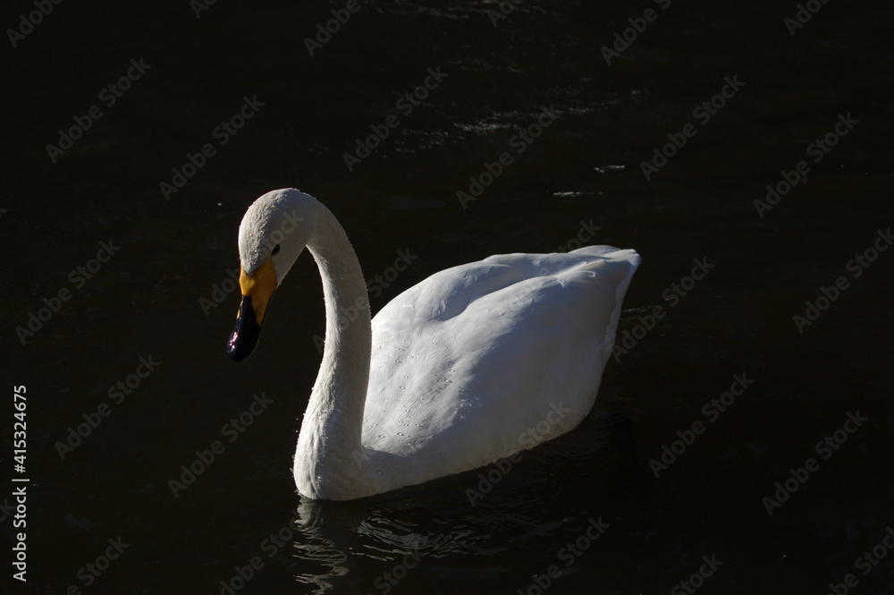 Naklejka premium 厳しい寒さを避けて越冬で飛来地へと渡ってきた、美しい白い羽毛のオオハクチョウ