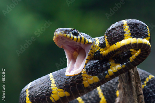 Canvastavla Boiga snake dendrophila yellow ringed, Head of Boiga dendrophila, animal closeup