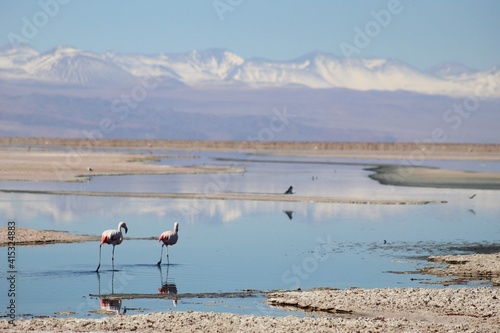 Flamengos  photo