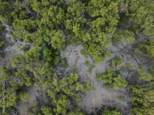Top view of Mangrove forest with green mangrove trees in Thailand.