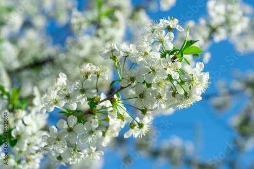 Blossom spring apple on sky background, tree flowers. © Volodymyr