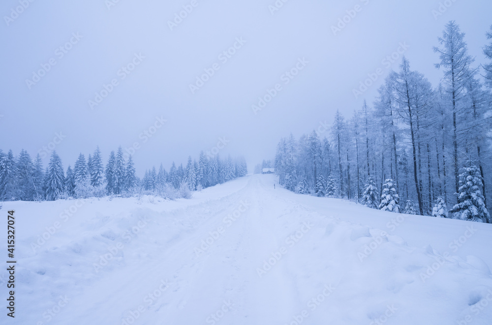 winter forest in the snow