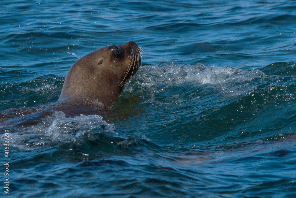 Fototapeta premium sea lion head in patagonia austral marine reserve, argentina