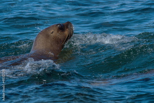 sea lion head in patagonia austral marine reserve  argentina