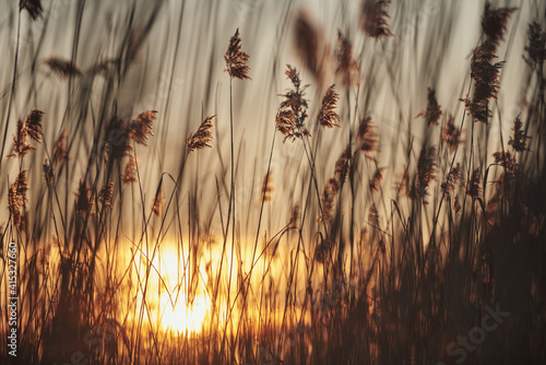 Reeds in the rays of the setting sun. beautiful sunset background wallpaper