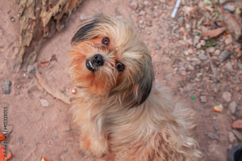 The happiness of the dog at my house