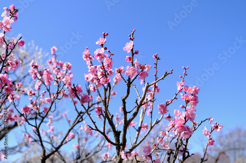 【東京】府中市郷土の森博物館の梅（春）