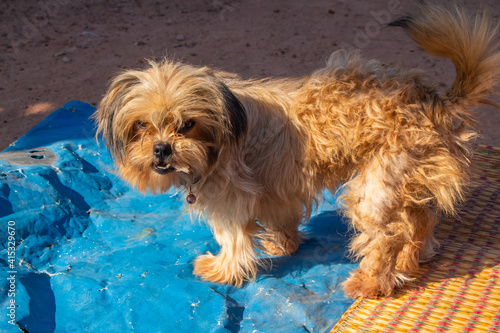 The happiness of the dog at my house