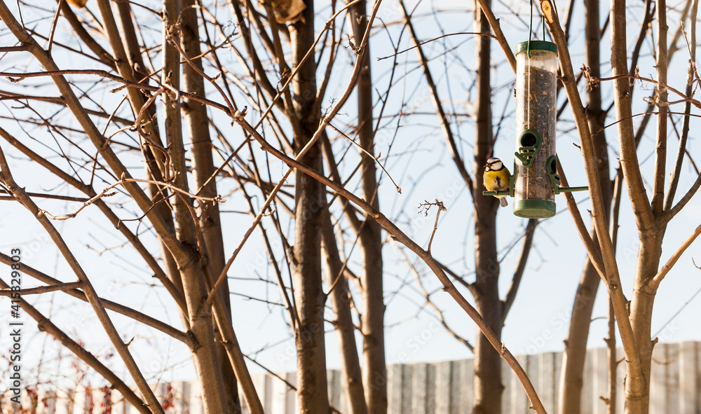 Fototapeta premium Titmouse blue tit (Parus caeruleus, blue tit) sits in the thick of rowan branches on a feeder with seeds in winter in clear weather. Selective focus.