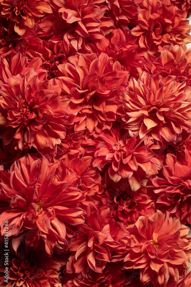 Dark red chrysanthemums, autumn flowers. Macro photography. Floral background. Gift card, blooming pattern. Blooming, natural wallpaper. Autumn season. Top view. The concept of gardening.