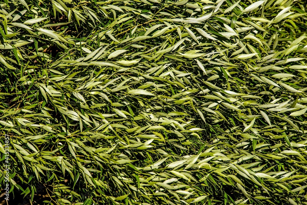 Natural background from the leaves of the willow Natural background from the leaves of the willow