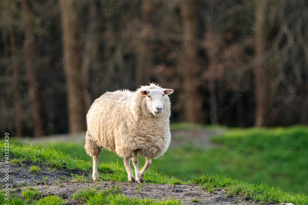 Obraz premium A white sheep walks calmly up a hill. The ewe seen from the side. Selective focus, trees in the background