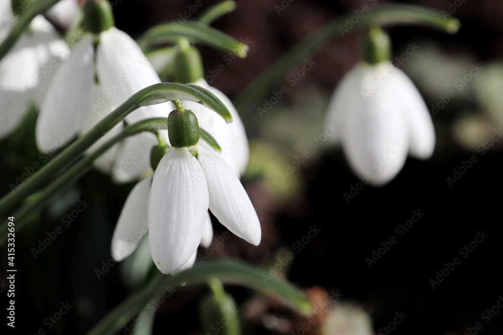 Snowdrops blooming in the forest. First spring flowers close up Snowdrops blooming in the forest. First spring flowers close up