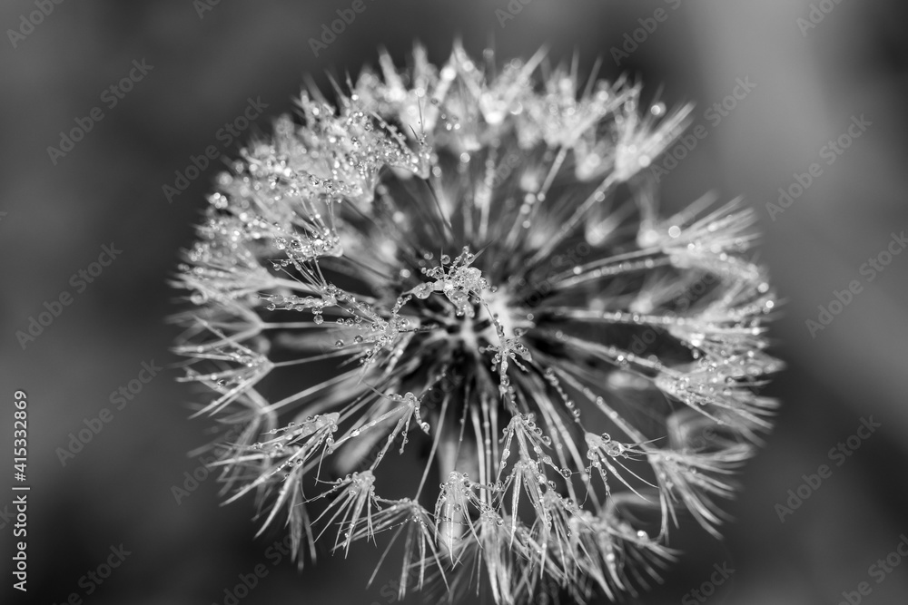 Fototapeta premium Black and white abstract macro background - a fluffy dandelion with the finest villi covered with tiny drops of water