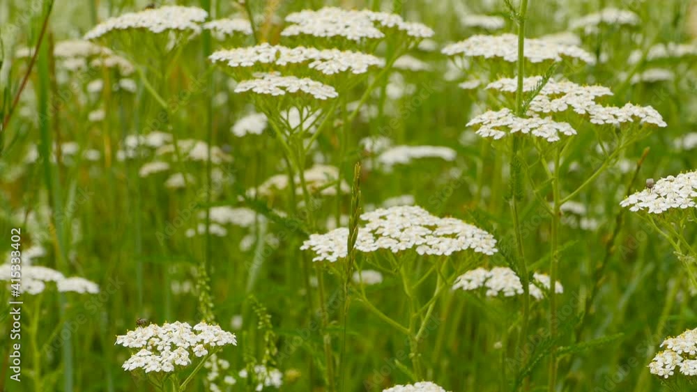 green meadow with many white flowers close-up green meadow with many white flowers close-up
