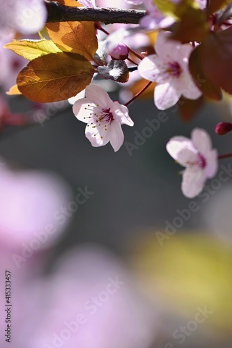 Blossom tree. Nature background.Sunny day. Spring flowers. Beautiful Orchard. Abstract blurred background. Springtime