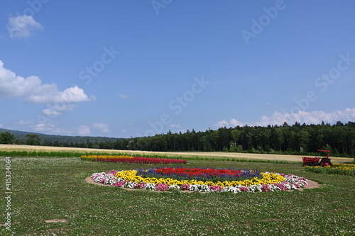 tulip field