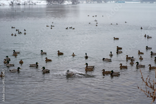 Many wild ducks swim in the winter lake. A flock of ducks in the water. A crowd of ducks floating on the water © Владимир Николаев